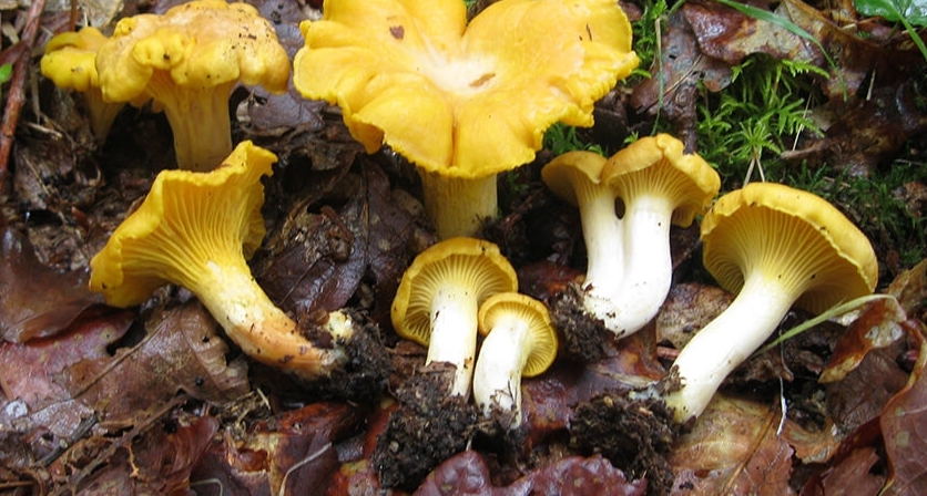 Rascunho automático 435