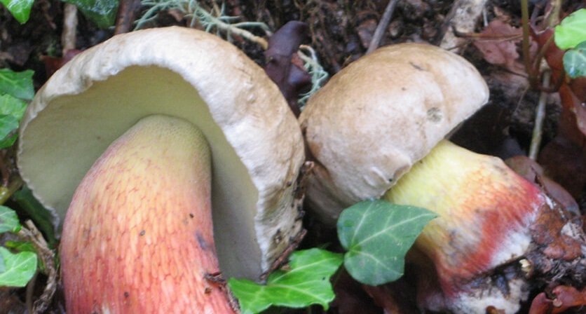 Rascunho automático 434