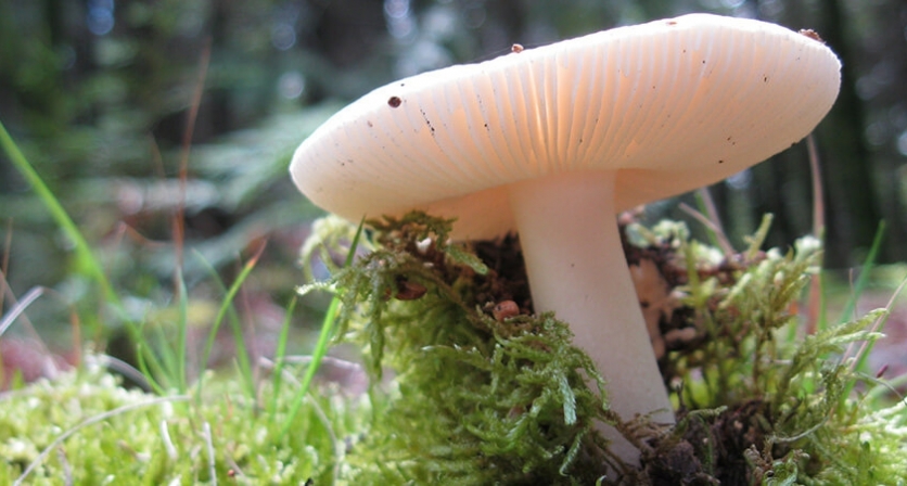 Rascunho automático 433