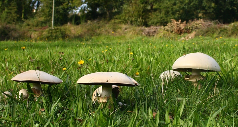 Rascunho automático 431