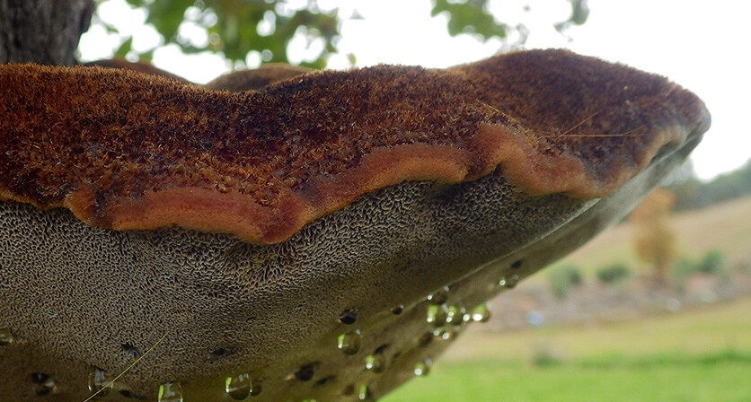 Rascunho automático 432