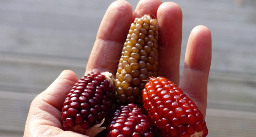 Rascunho automático 465