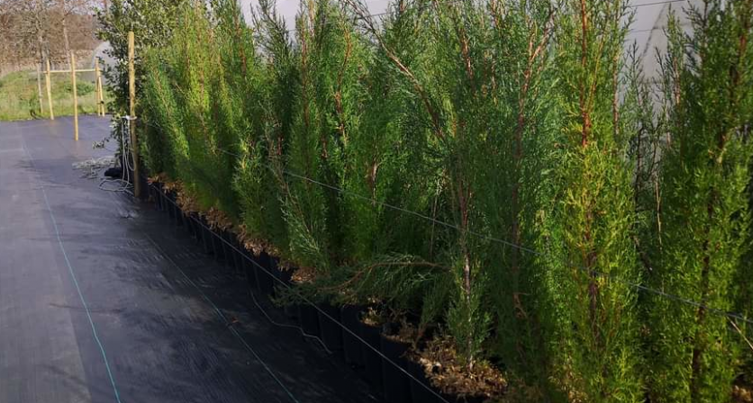 Rascunho automático 1279