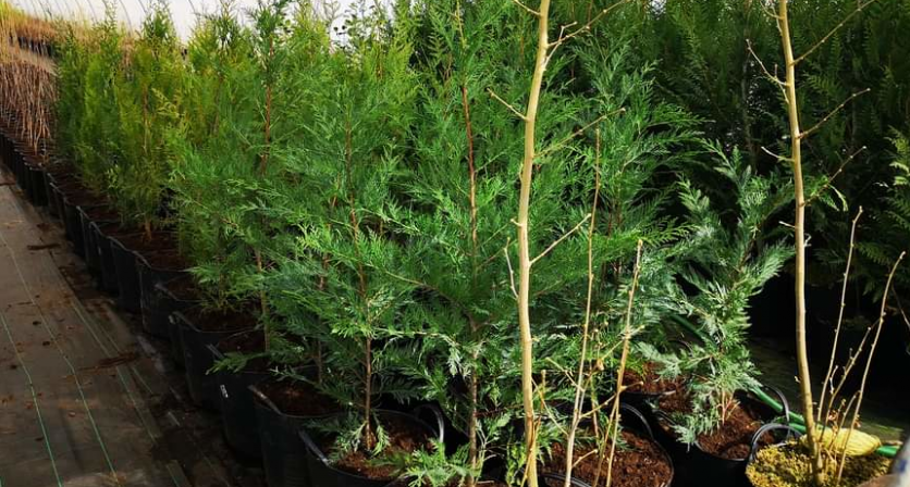 Rascunho automático 1280