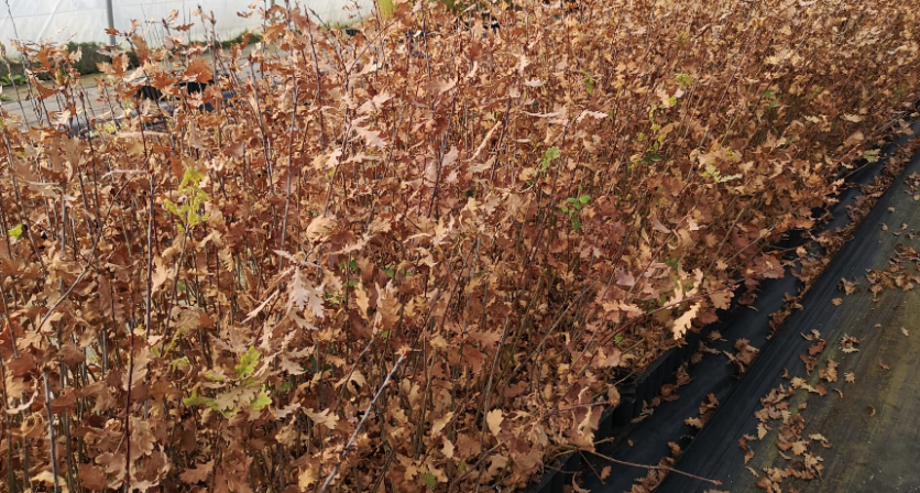 Rascunho automático 1281