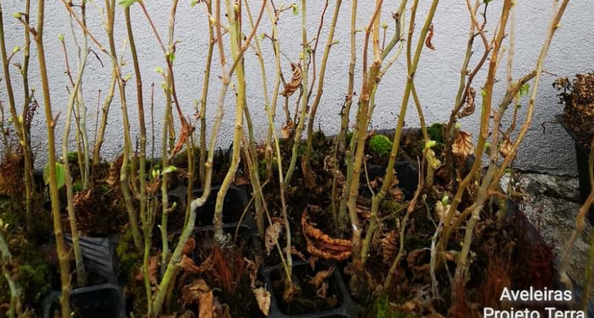 Rascunho automático 1282