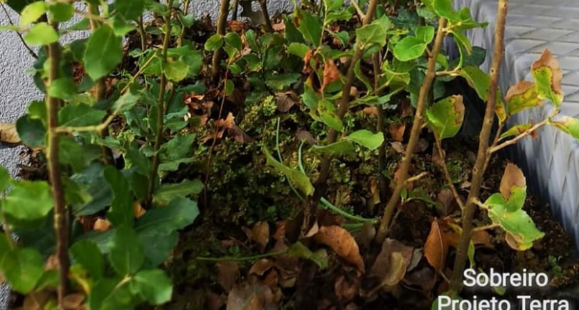 Rascunho automático 1283