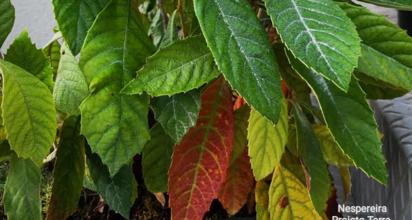 Rascunho automático 1284