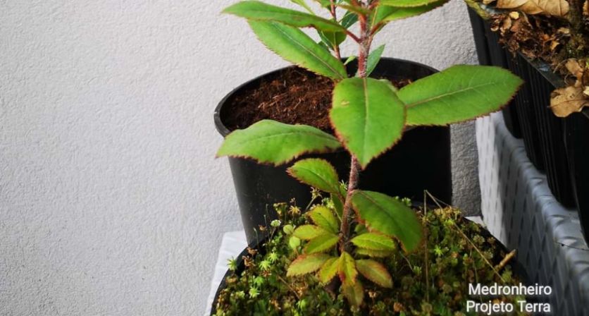 Rascunho automático 1285