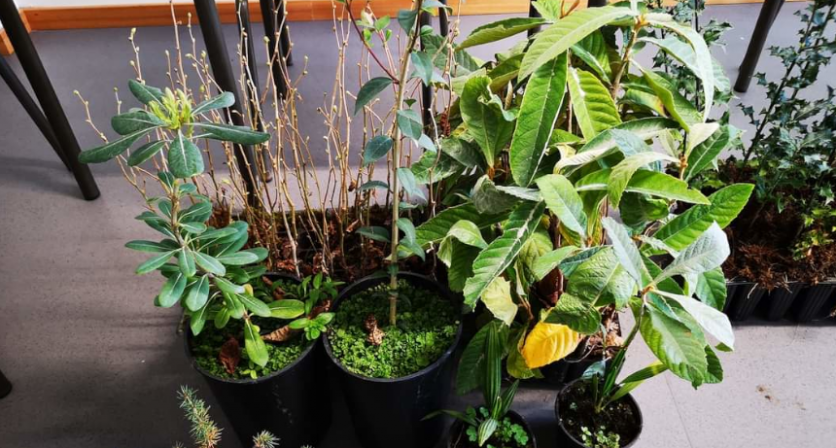 Rascunho automático 1286