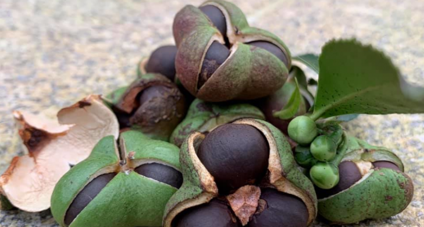 Feira de Troca de Sementes de Paredes de Coura 2021