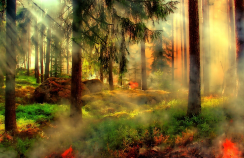 PREVENÇÃO DE INCÊNDIOS FLORESTAIS