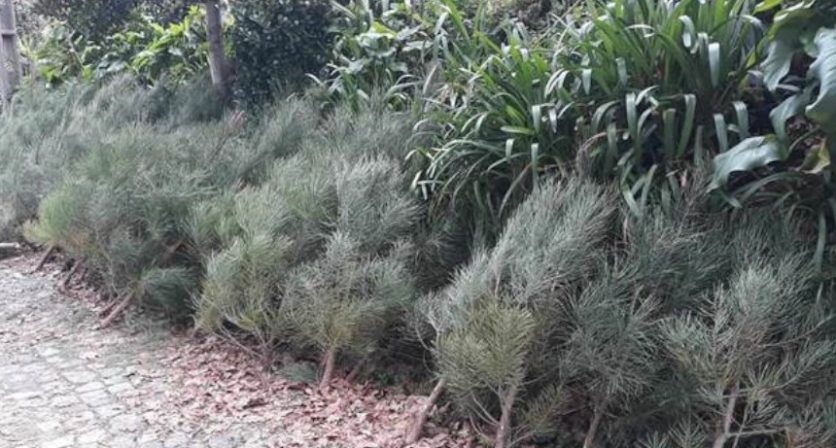 COURA OFERECE PINHEIROS NATURAIS PARA ORNAMENTAÇÃO NATALÍCIA
