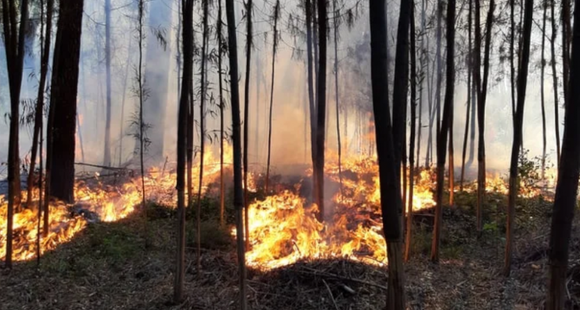 Rascunho automático 2363